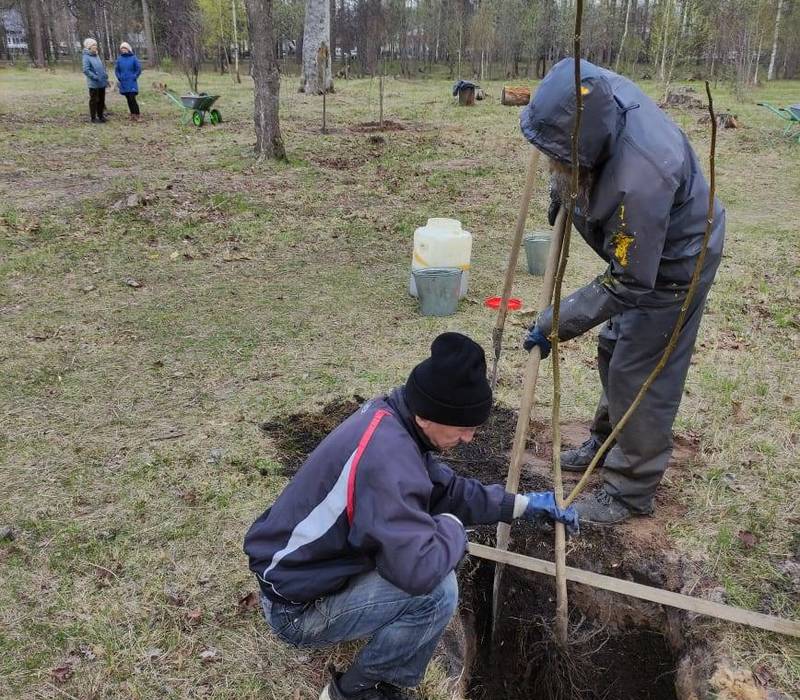 Житель Выксы подарил благоустроенному по нацпроекту «Жилье и городская среда» парку саженцы грецкого ореха
