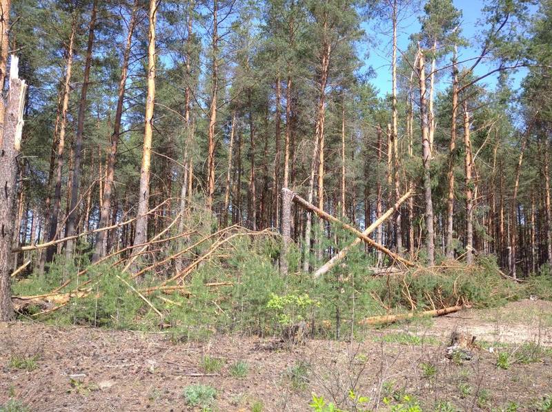 Квадрокоптеры обследуют нижегородские леса для выявления последствий урагана