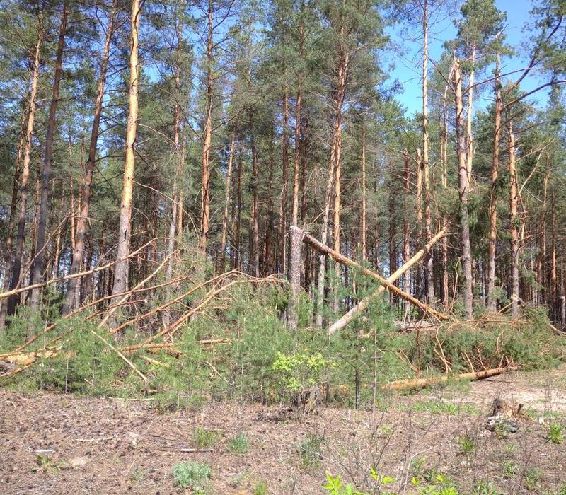 Квадрокоптеры обследуют нижегородские леса для выявления последствий урагана
