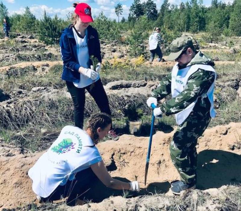 Пять тысяч хвойных деревьев высадили в Балахнинском районе 