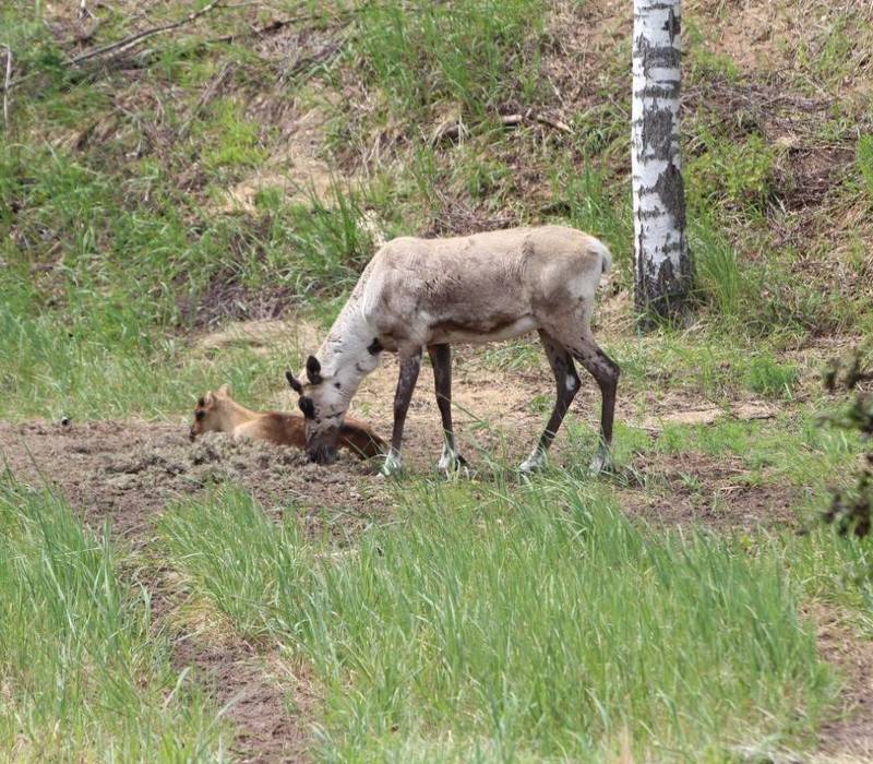 В Нижегородской области увеличилась численность диких животных