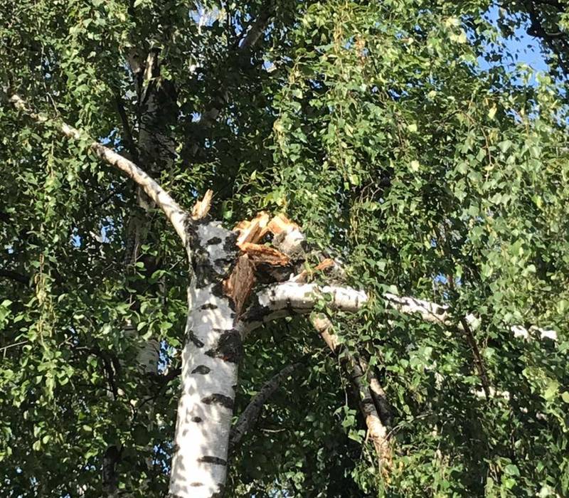 Ураган повалил деревья в Нижегородском кремле
