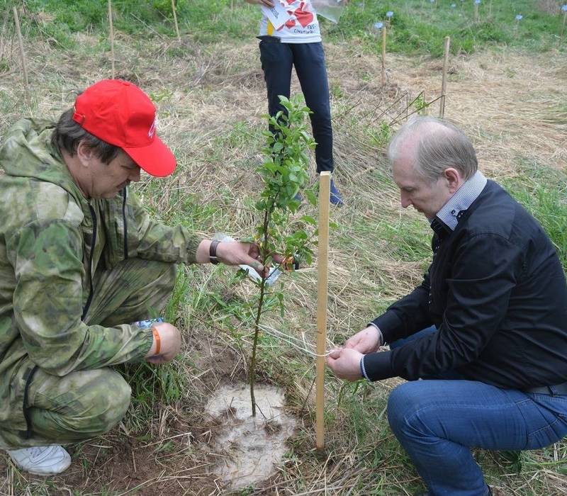 Две тысячи саженцев высадили волонтеры в рамках патриотической акции в Нижегородской области