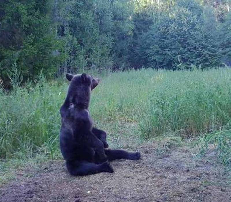 С 1 августа в Нижегородской области открывается сезон охоты на медведя