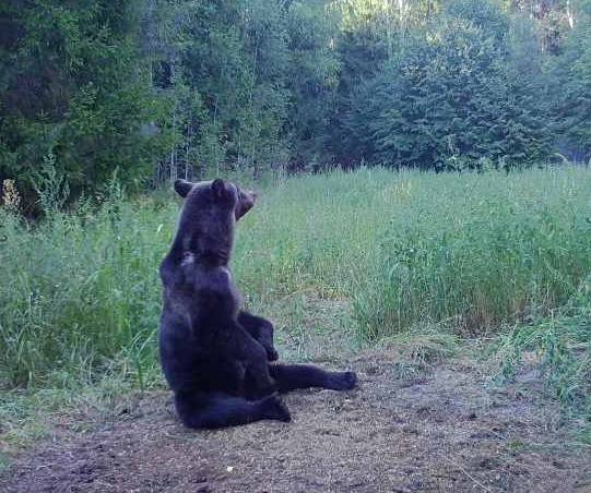 С 1 августа в Нижегородской области открывается сезон охоты на медведя