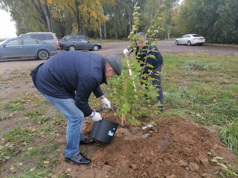 25 кленов высадили на набережной в Балахне в рамках акции «Аллея памяти»