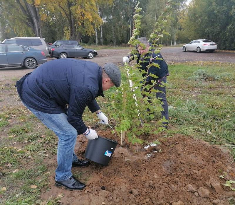 25 кленов высадили на набережной в Балахне в рамках акции «Аллея памяти»
