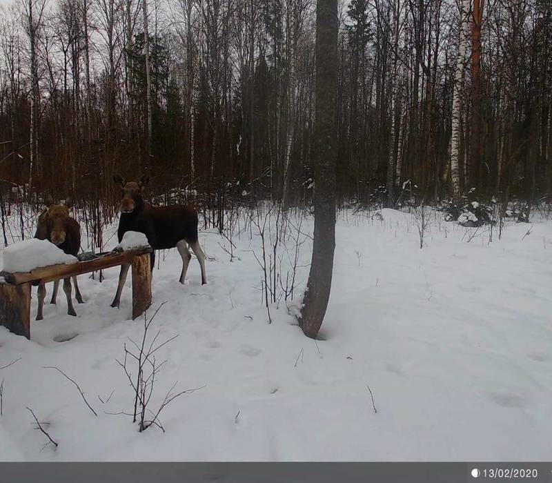 В Нижегородской области действуют новые сроки охоты на лося