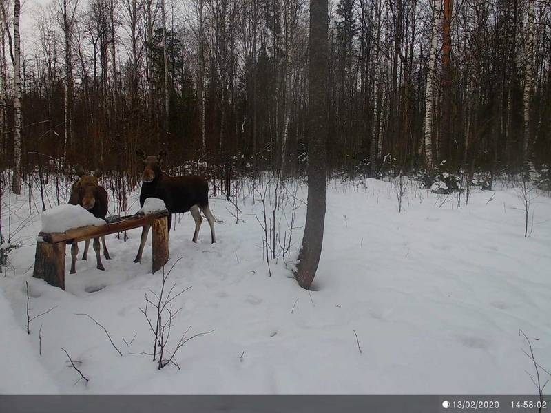 В Нижегородской области действуют новые сроки охоты на лося