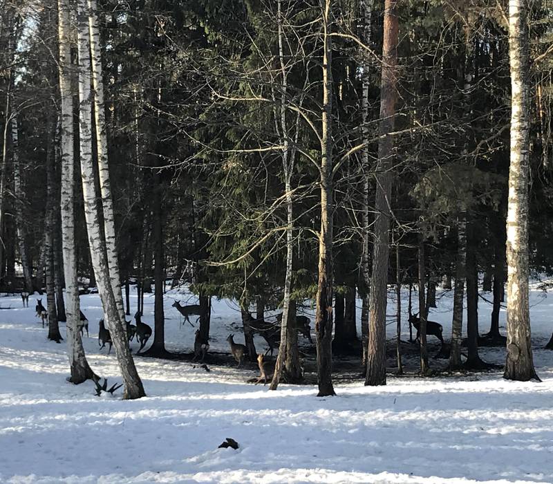 «Перепись» диких животных начинается в Нижегородской области 