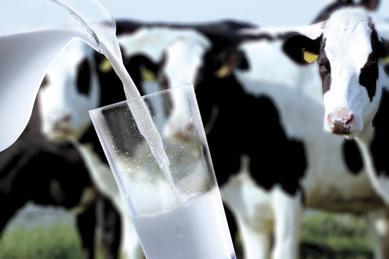 Нижегородские аграрии в 2020 году поставили рекорд по производству молока 