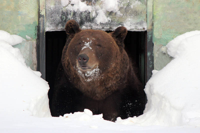 Бурый медведь Балу проснулся после зимней спячки в зоопарке «Лимпопо»