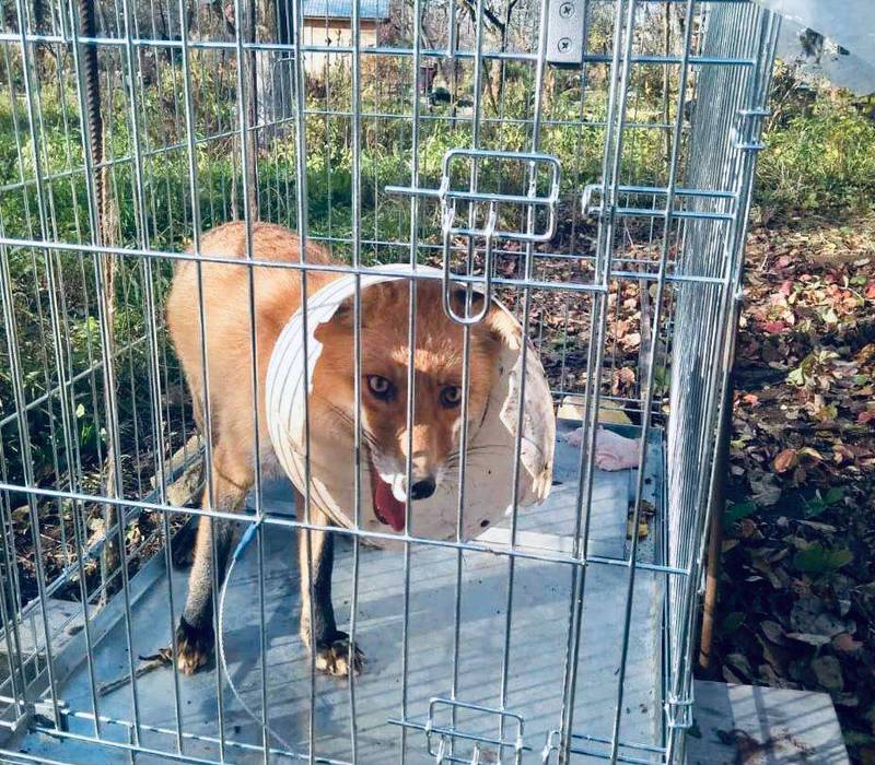 В Богородском районе спасли лису из «пластикового плена»