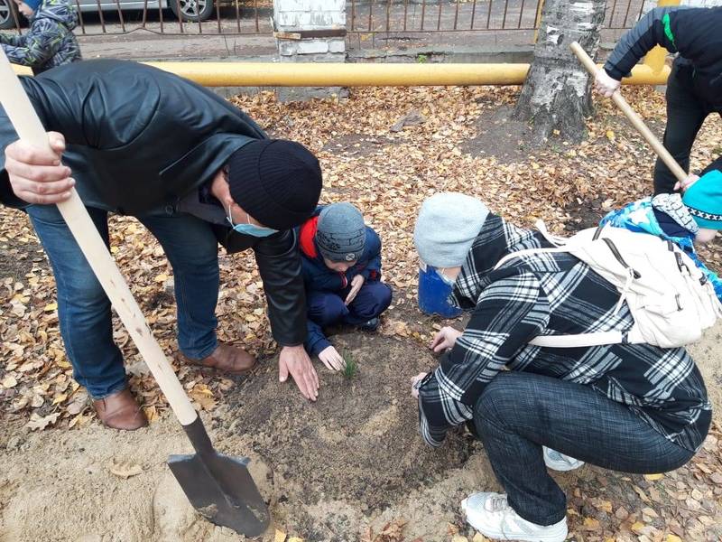 700 саженцев кедров высадили активисты на территориях нижегородских школ