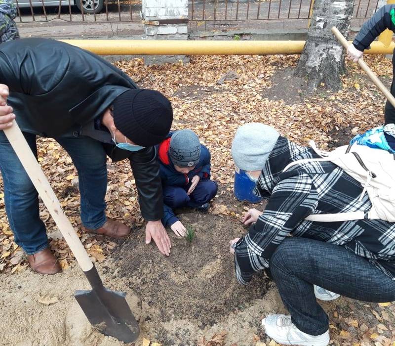 700 саженцев кедров высадили активисты на территориях нижегородских школ