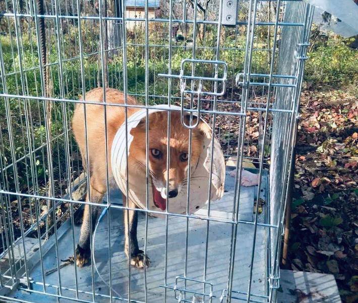 В Богородском районе спасли лису из «пластикового плена»