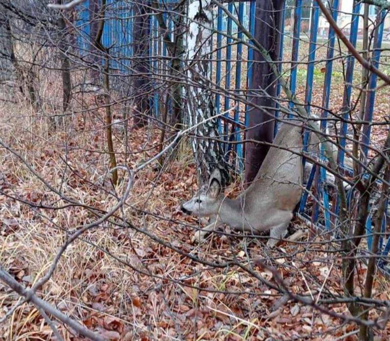 В Шатковском районе сотрудники Госохотнадзора спасли косулю, застрявшую в заборе