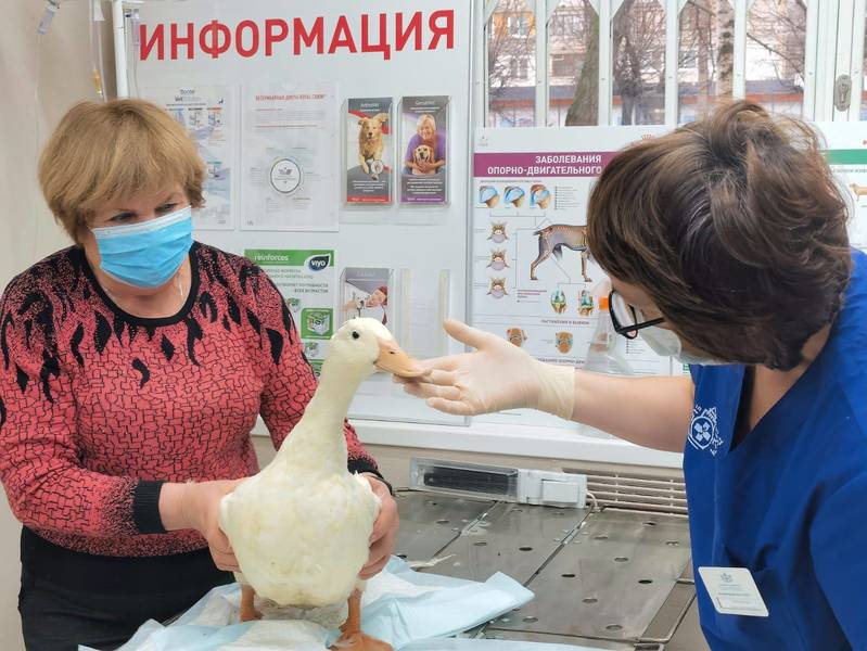 Около 1 500 животных принял первый ветеринарный кабинет Нижегородской области за год