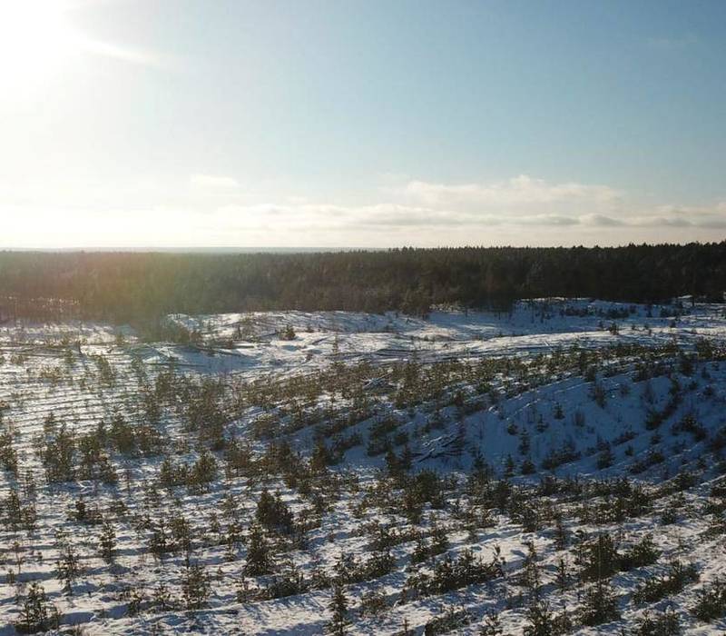 В 2021 году в Нижегородской области восстановлено 13,8 тысячи гектаров леса