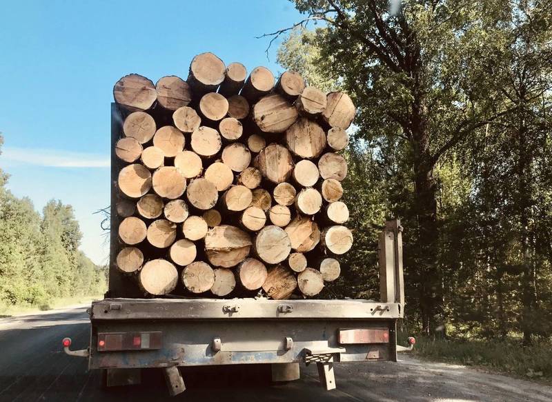 С 1 января для транспортировки древесины понадобится QR-код