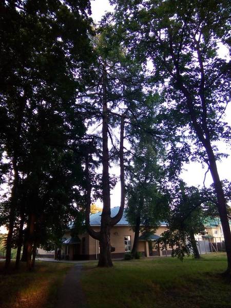 Выксунская лиственница в Нижегородской области признана памятником живой природы