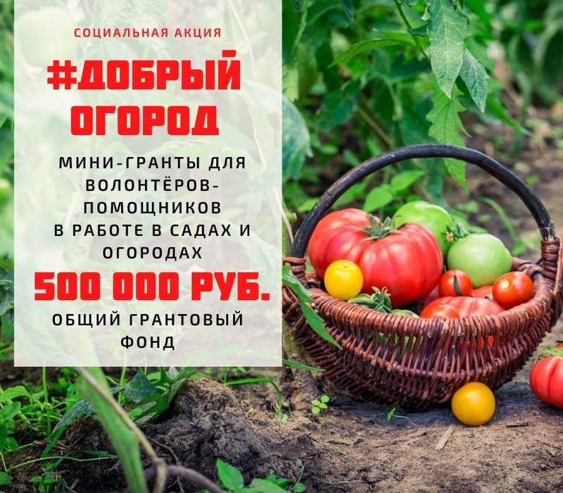 Нижегородцев приглашают к участию во всероссийской акции #Добрый огород 
