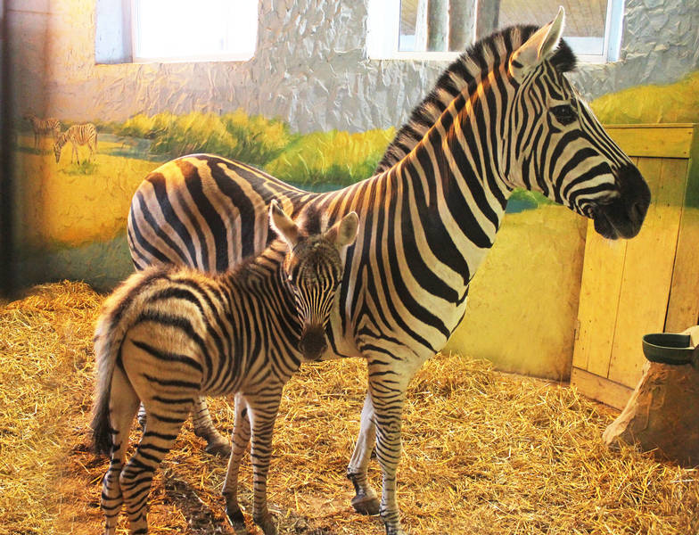 Акция в честь новорожденной зебры пройдет в зоопарке «Лимпопо»