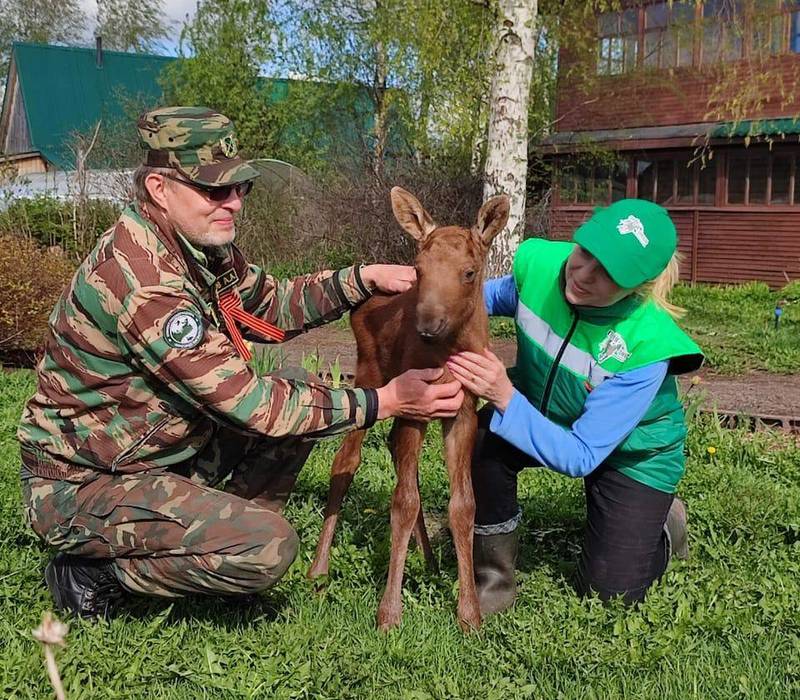 Новорожденного лосенка-сироту спасли в Воскресенском районе Нижегородской области 