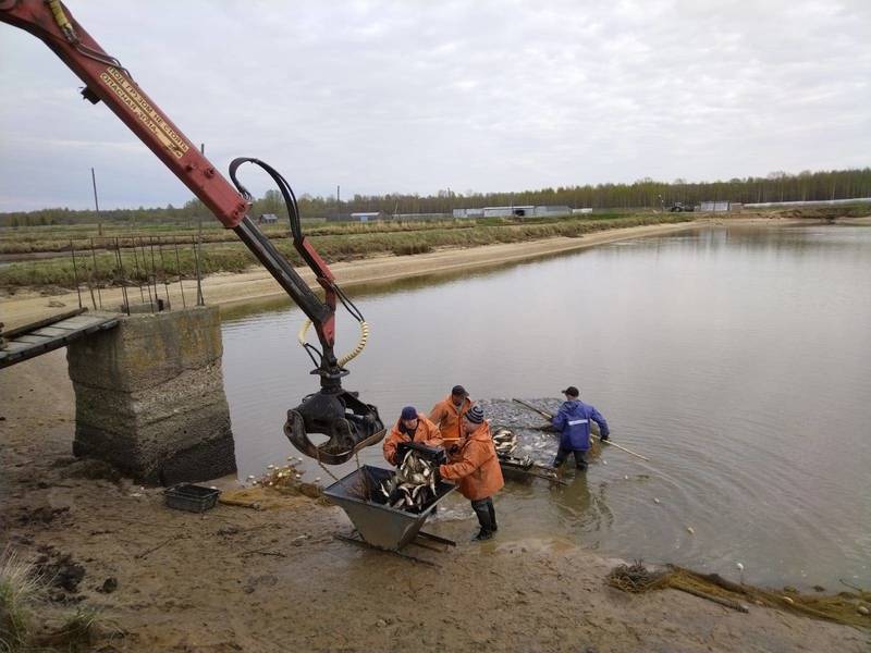 Сезон зарыбления прудовых хозяйств начался в Нижегородской области