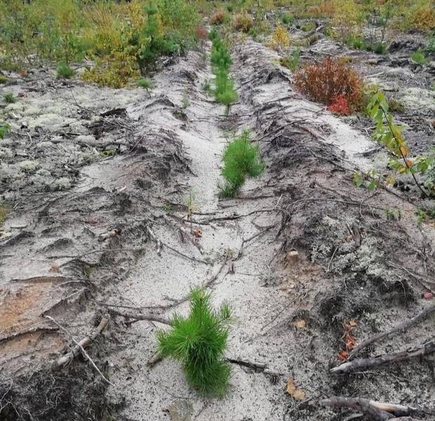 В Нижегородской области открыт лесокультурный сезон