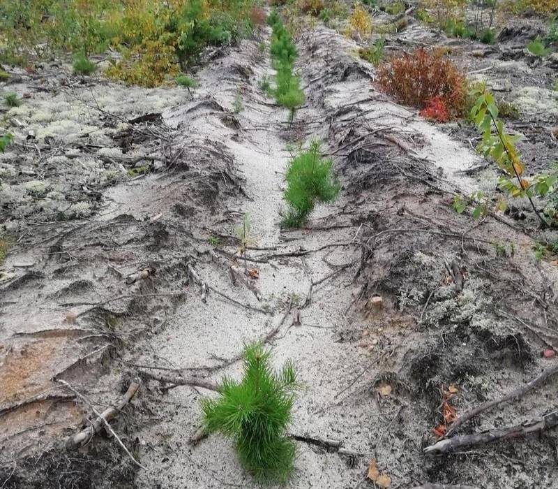 В Нижегородской области открыт лесокультурный сезон