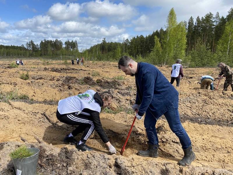 Более 300 тысяч деревьев высадили в Нижегородской области в рамках международной акции «Сад памяти»