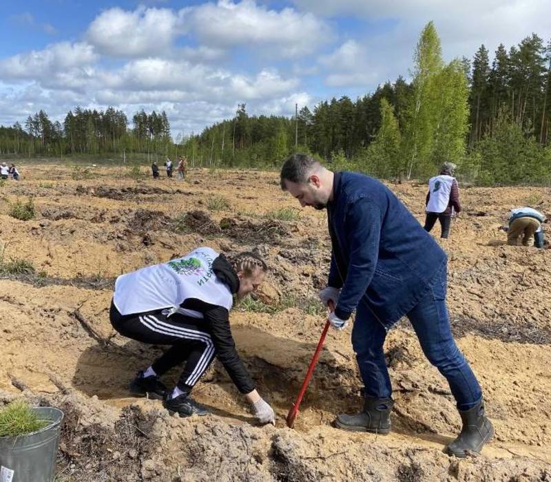 Более 300 тысяч деревьев высадили в Нижегородской области в рамках международной акции «Сад памяти»