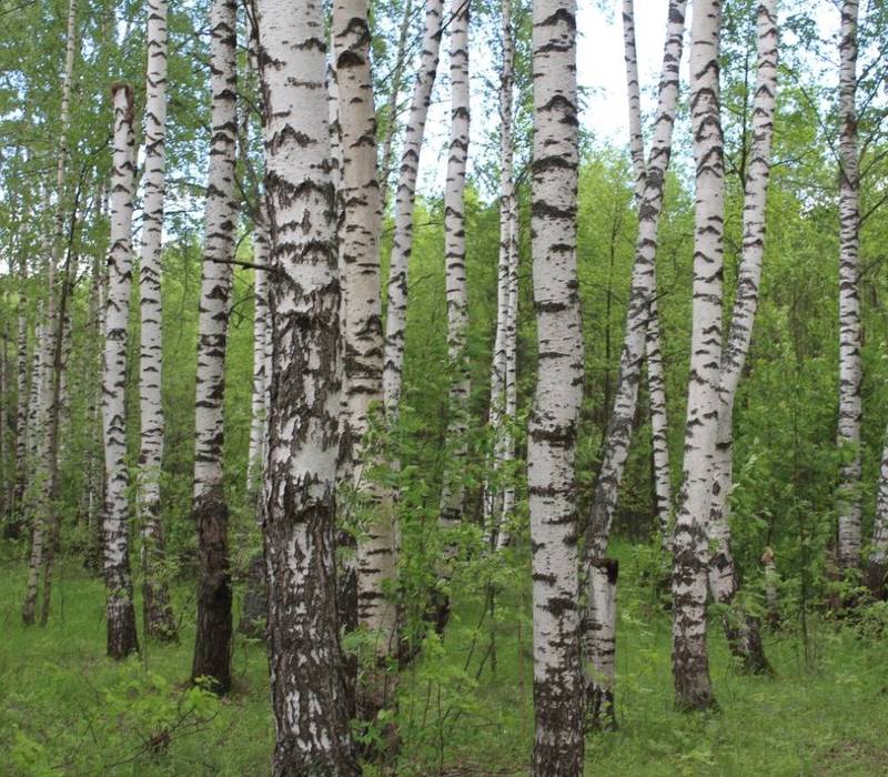 В Нижегородской области завершен первый цикл государственной инвентаризации лесов