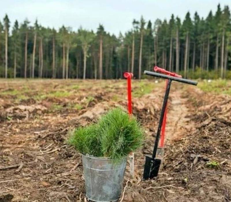 Глеб Никитин: «В этом году в Нижегородской области планируется восстановить 14,2 тысячи гектаров леса»