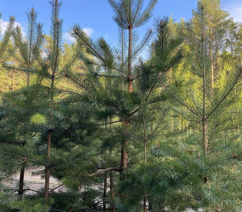 В Нижегородской области уход за лесными культурами проведен на площади более 44 тысяч гектаров 
