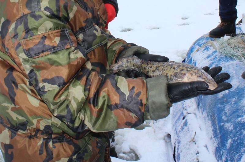 С 20 января в Нижегородской области разрешена добыча налима 