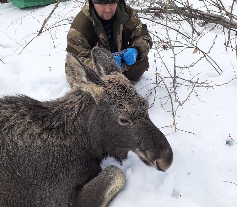 В Лысковском районе спасли семью лосей, провалившихся под лёд 