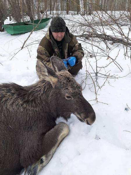 В Лысковском районе спасли семью лосей, провалившихся под лёд 