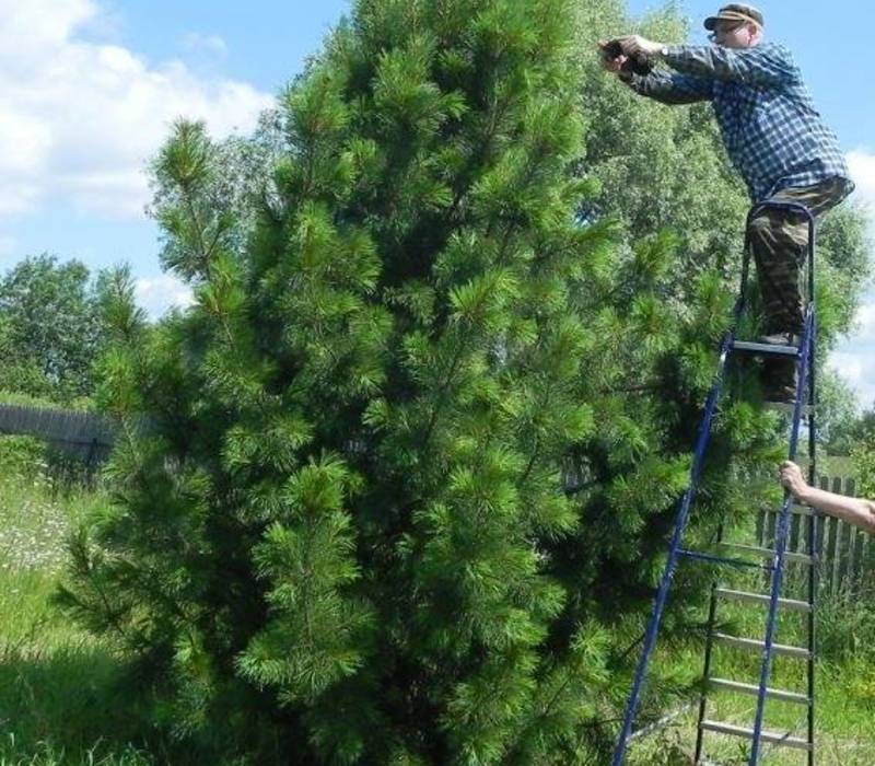 Кедр можно вырастить и в Нижегородской области