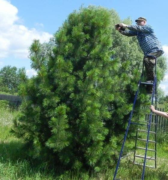 Кедр можно вырастить и в Нижегородской области