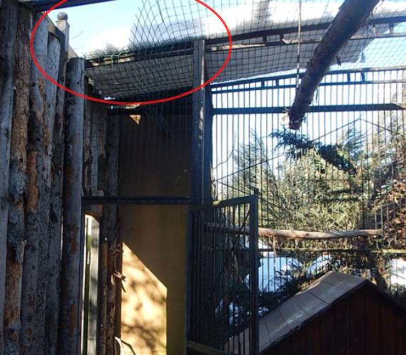 Нижегородские полицейские привлекут к уголовной ответственности мужчину, похитившего хищную птицу из зоопарка
