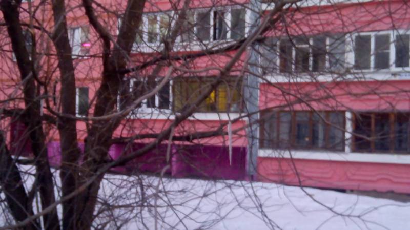 Клен обледенелый...