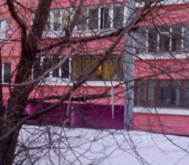 Клен обледенелый...