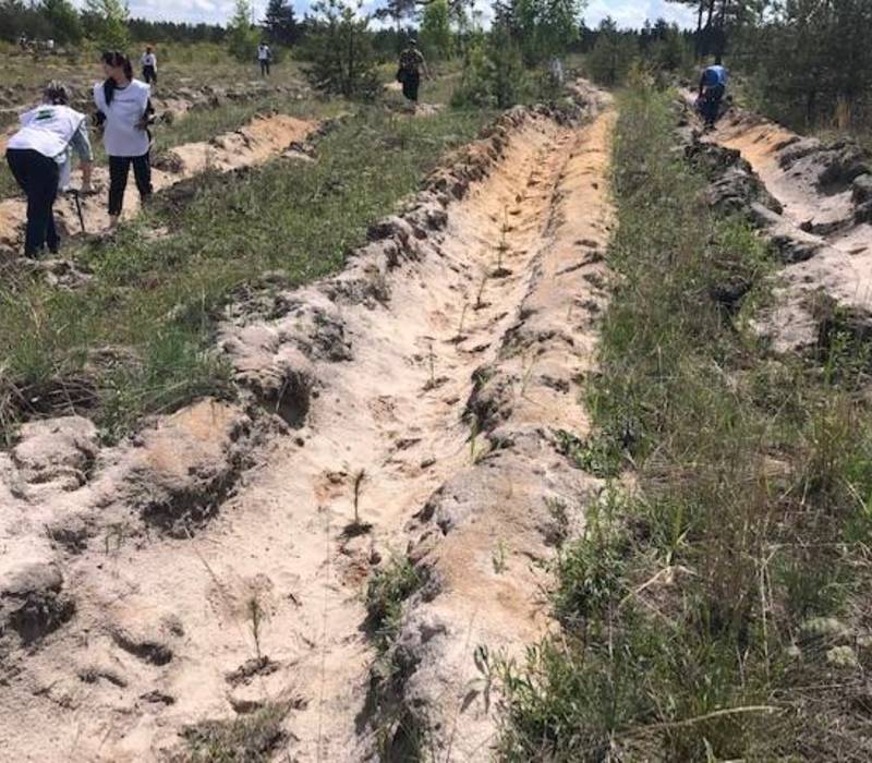 Более 300 тысяч деревьев высадят в Нижегородской области в рамках международной акции «Сад памяти»