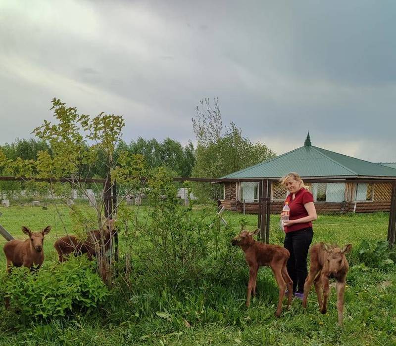 Четырех лосят, оставшихся без матери, спасли в Нижегородской области