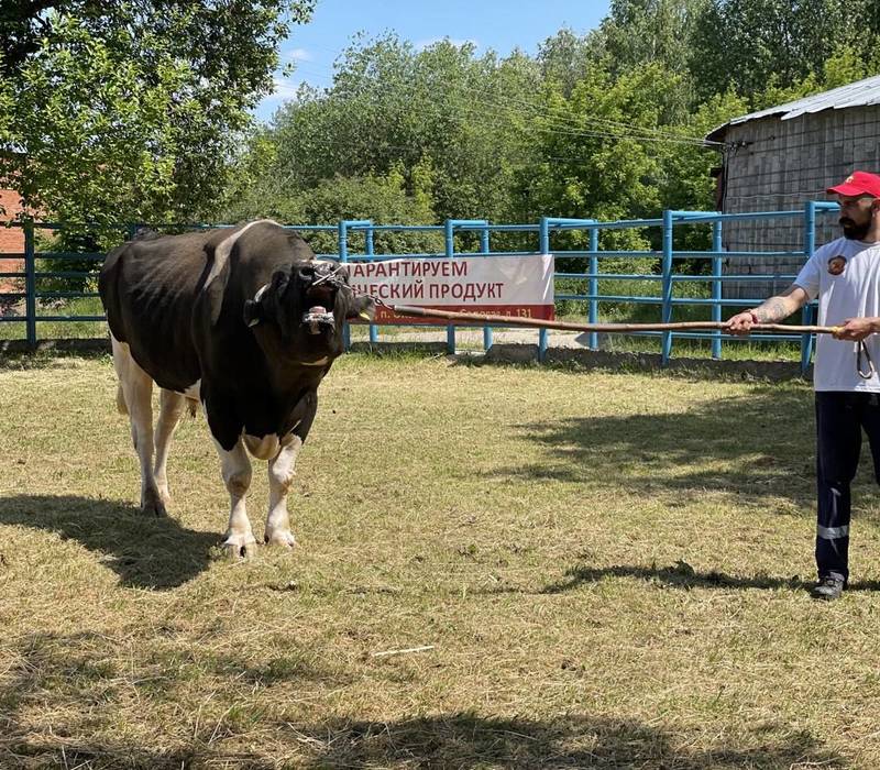 «В Нижегородской области в полной мере улучшатся показатели по разведению молочного скота», - Александр Ефремцев