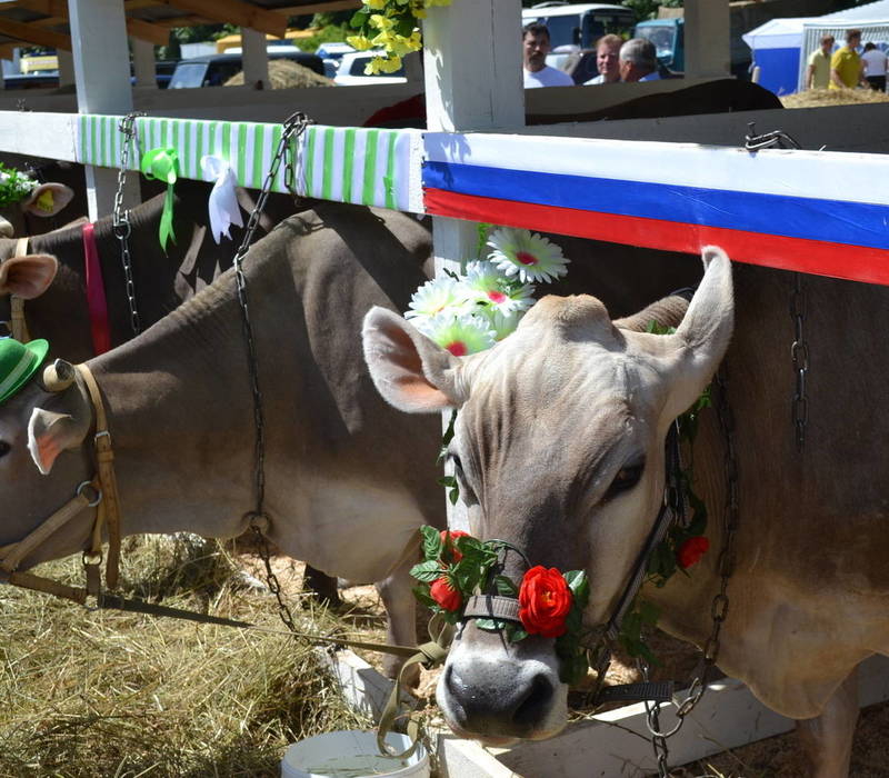 Выставка, ярмарка, кулинарное шоу и мастер-классы ждут гостей агровыставки «День поля» 14 и 15 июля