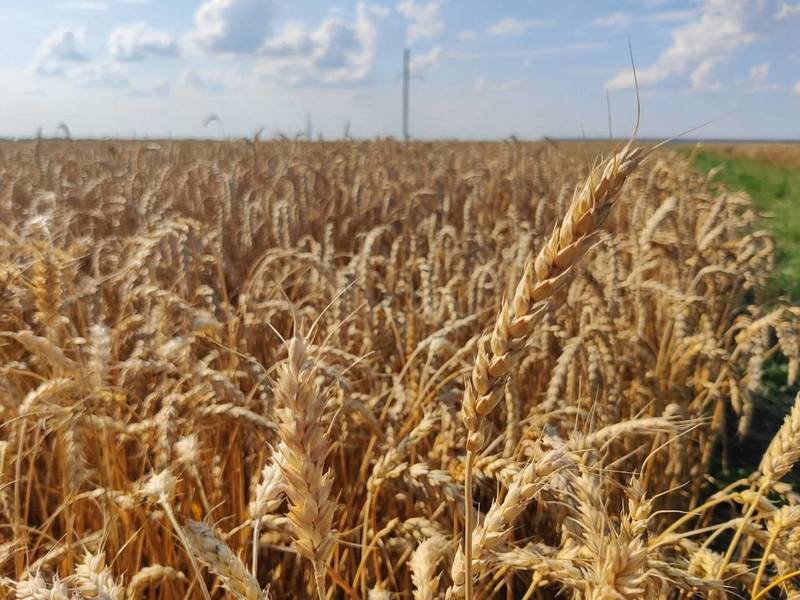 Нижегородские аграрии собрали 1,1 млн тонн зерна нового урожая