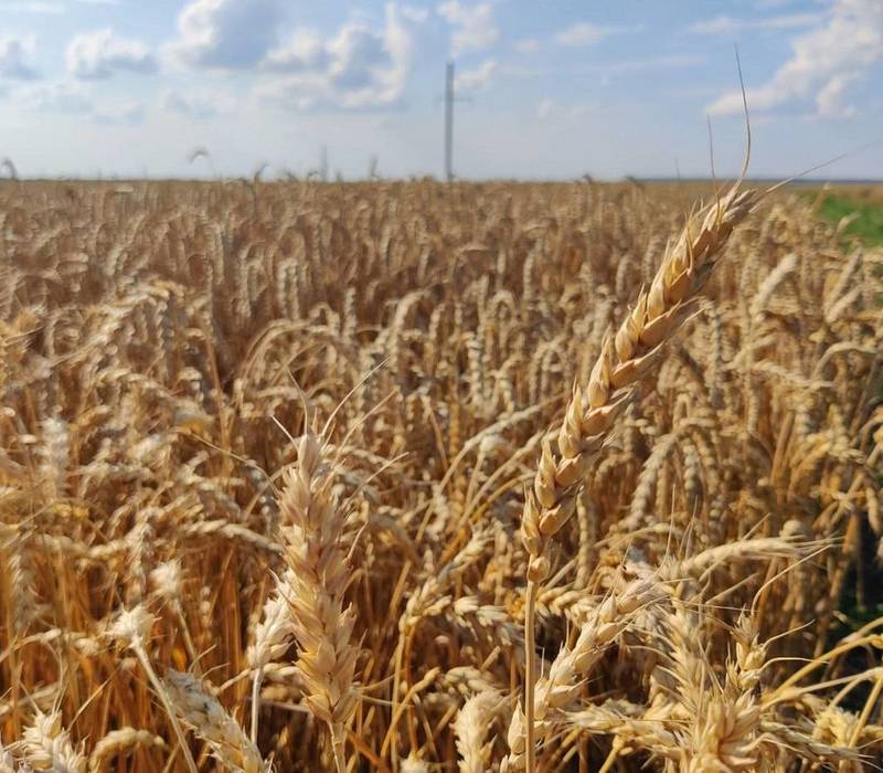 Нижегородские аграрии собрали 1,1 млн тонн зерна нового урожая